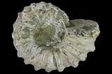 1 1/4" Tractor Ammonite (Douvilleiceras) Fossils - Photo 2
